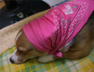 �ςȂ��̓��ɂ����A��������ł܂�